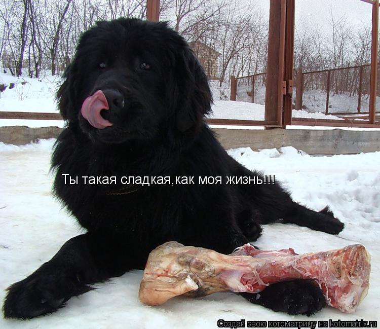 Котоматрица: Ты такая сладкая,как моя жизнь!!!