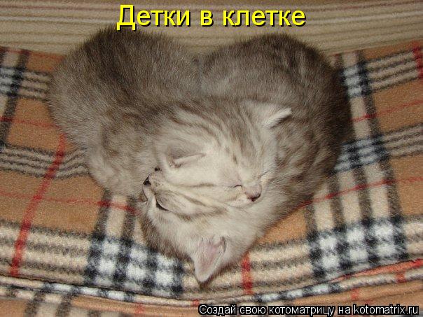 Котоматрица: Детки в клетке
