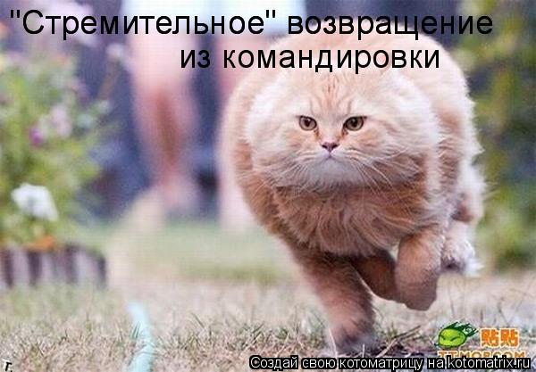 Котоматрица: "Стремительное" возвращение  "Стремительное" возвращение  из командировки