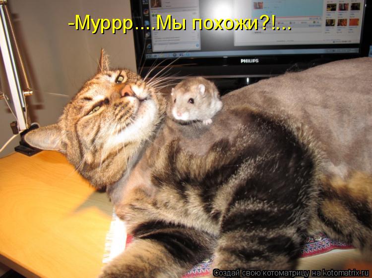 Котоматрица: -Муррр....Мы похожи?!...