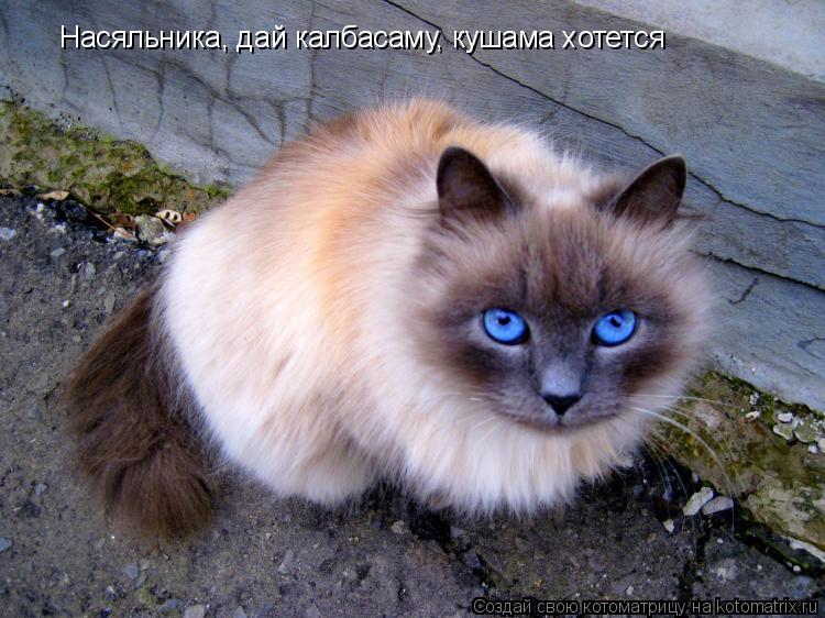 Котоматрица: Насяльника, дай калбасаму, кушама хотется