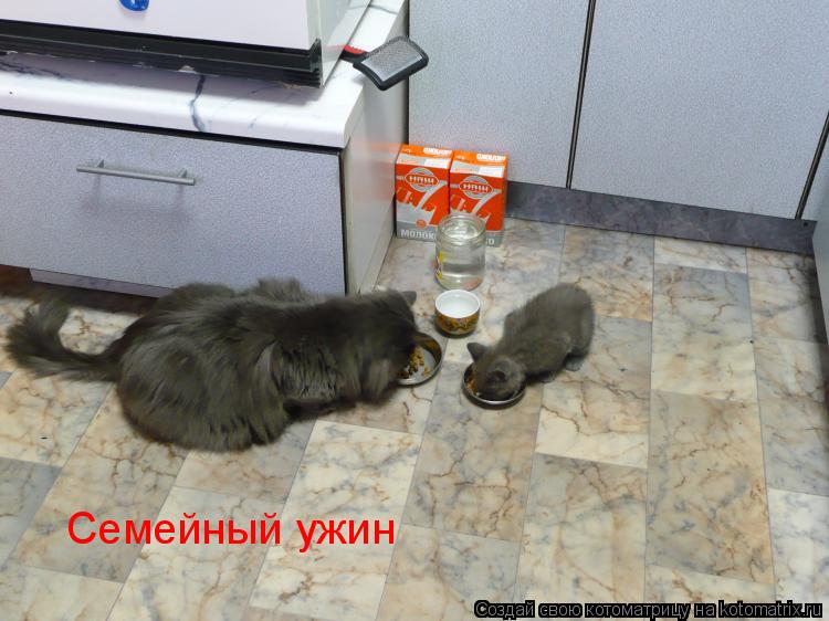 Котоматрица: Семейный ужин