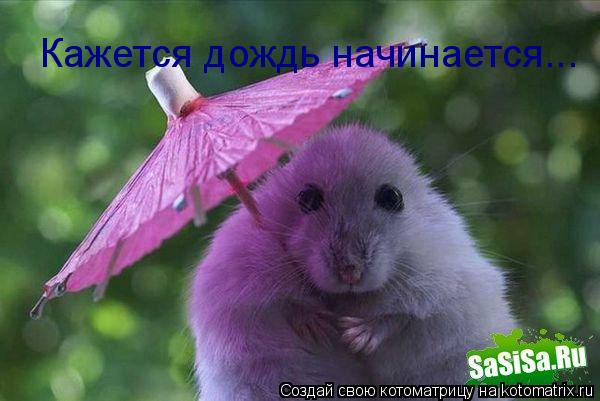 Котоматрица: Кажется дождь начинается...