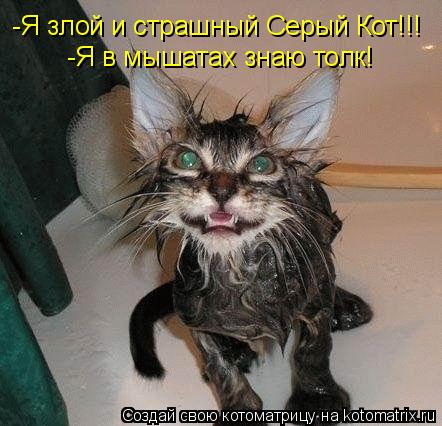 Котоматрица: -Я злой и страшный Серый Кот!!! -Я в мышатах знаю толк!