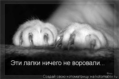 Котоматрица: Эти лапки ничего не воровали...