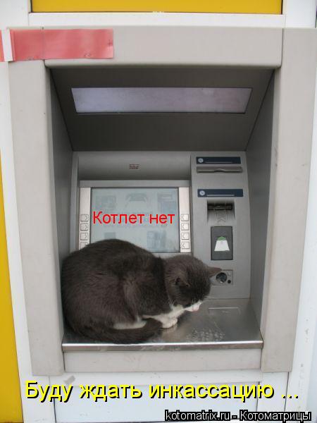 Котлет нет Буду ждать инкассацию ...... Котоматрица: Котлет нет Буду ждать инкассацию ...
