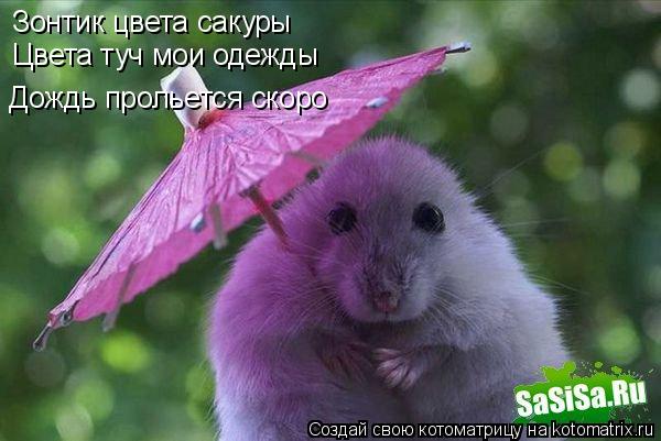 Котоматрица: Зонтик цвета сакуры Цвета туч мои одежды Дождь прольется скоро