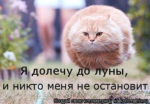 Котоматрица: Я долечу до луны, и никто меня не остановит