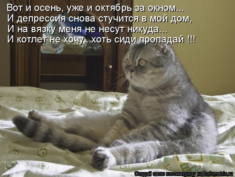Котоматрица: И депрессия снова стучится в мой дом, И на вязку меня не несут никуда... И котлет не хочу...хоть сиди пропадай !!! Вот и осень, уже и октябрь за ок