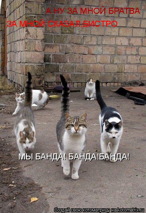Котоматрица: А НУ ЗА МНОЙ БРАТВА ЗА МНОЙ СКАЗАЛ,БИСТРО МЫ БАНДА! БАНДА!БАНДА!