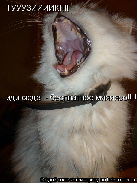 Котоматрица: ТУУУЗИИИИК!!!! иди сюда  - бесплатное мяяяясо!!!!!!