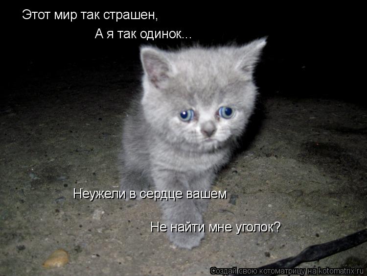 Котоматрица: Этот мир так страшен, А я так одинок... Неужели в сердце вашем Не найти мне уголок?