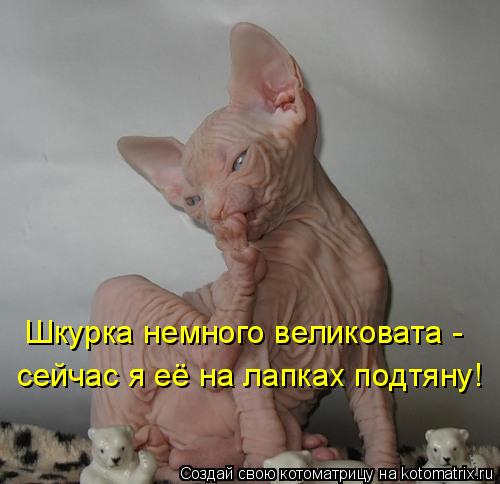 Котоматрица: Шкурка немного великовата -  сейчас я её на лапках подтяну!