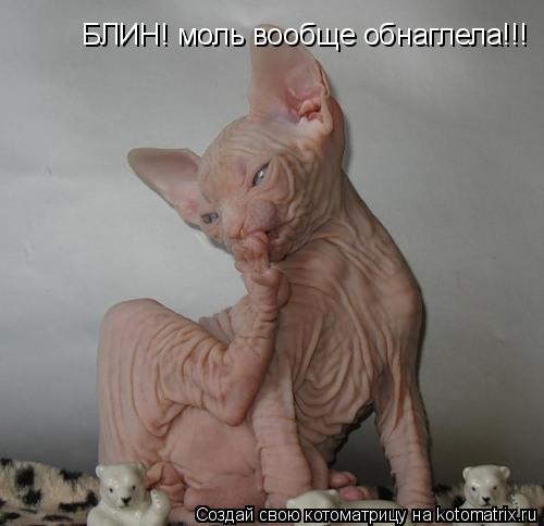 Котоматрица: БЛИН! моль вообще обнаглела!!!