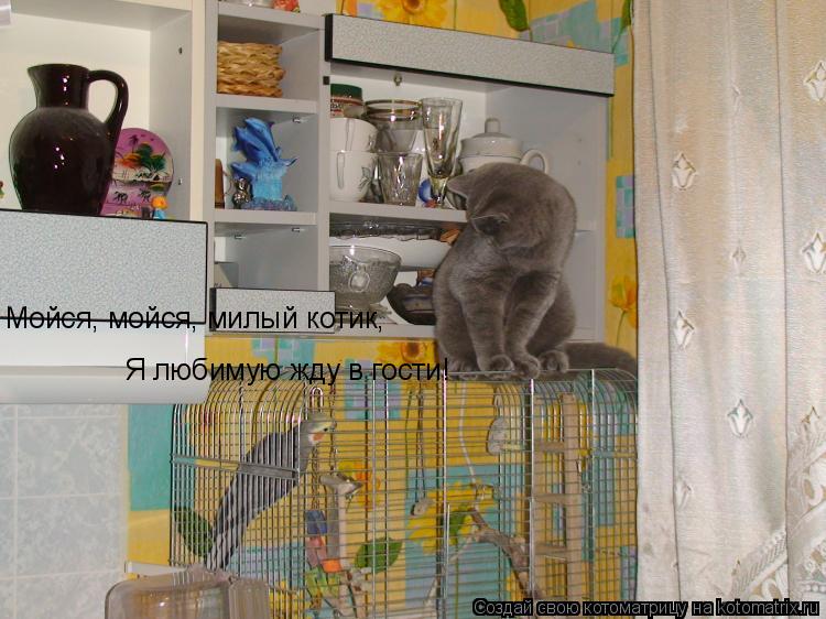 Котоматрица: Мойся, мойся, милый котик, Я любимую жду в гости!