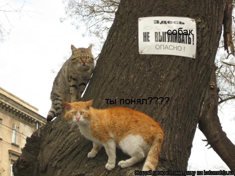 Котоматрица: собак ты понял????
