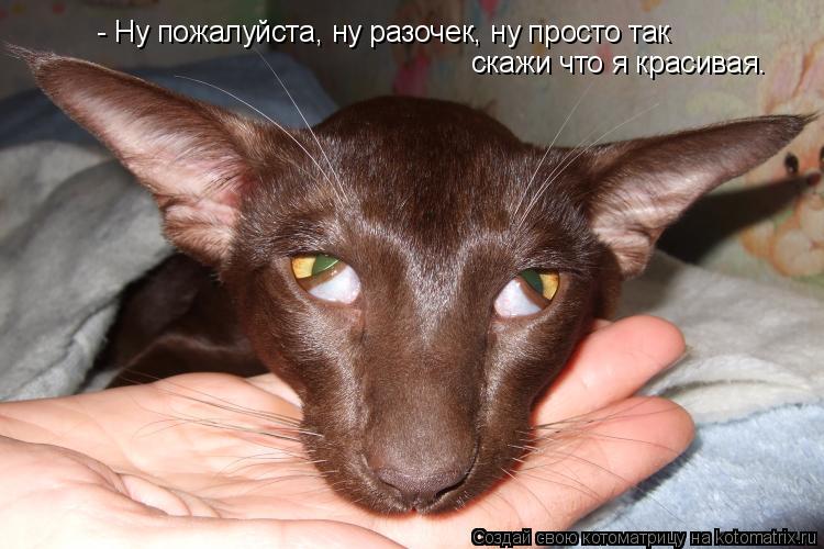 Котоматрица: - Ну пожалуйста, ну разочек, ну просто так скажи что я красивая.