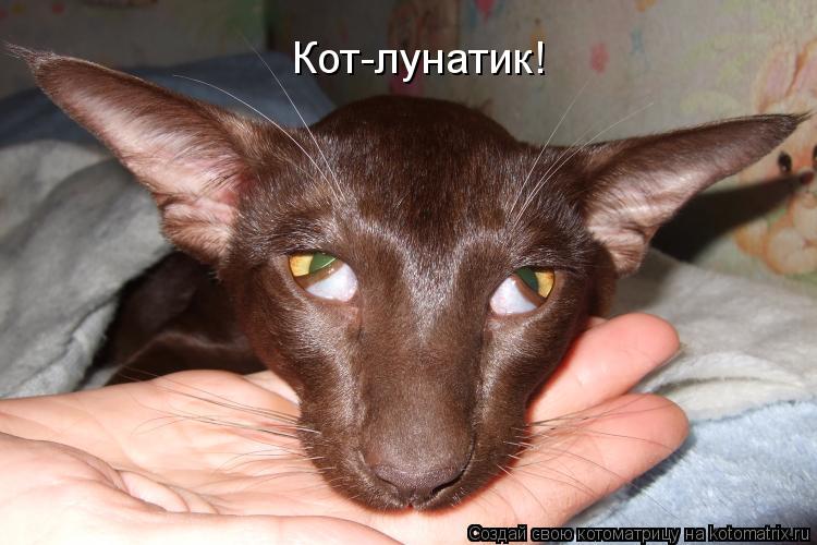 Котоматрица: Кот-лунатик!