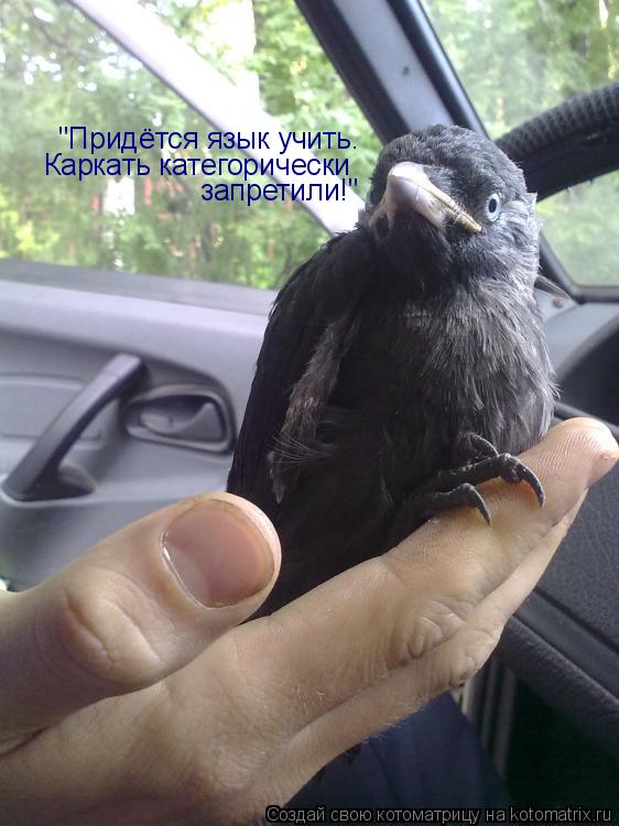 Котоматрица: "Придётся язык учить. Каркать категорически запретили!"