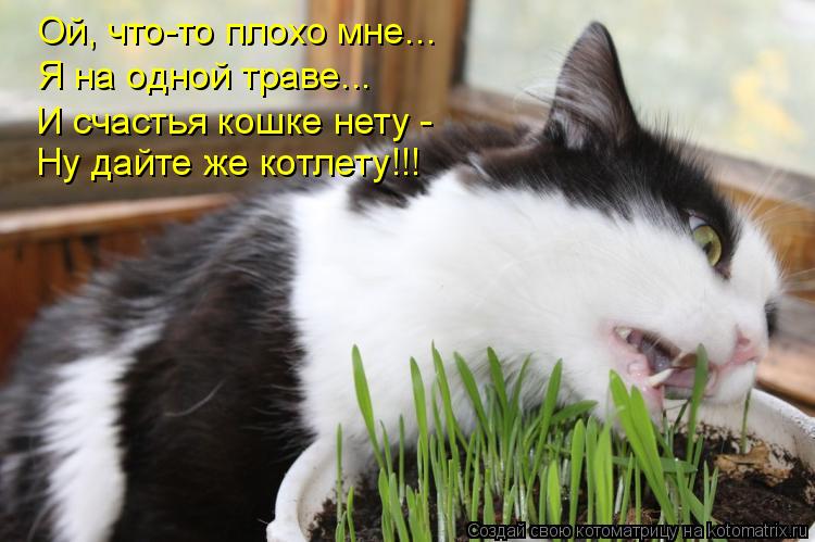 Котоматрица: Ой, что-то плохо мне... Я на одной траве... И счастья кошке нету -  Ну дайте же котлету!!!