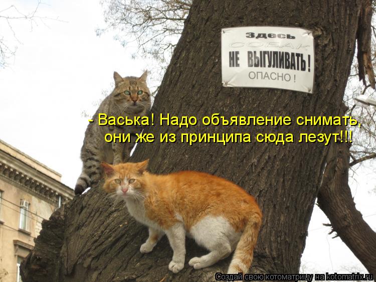 Котоматрица: - Васька! Надо объявление снимать,  они же из принципа сюда лезут!!!