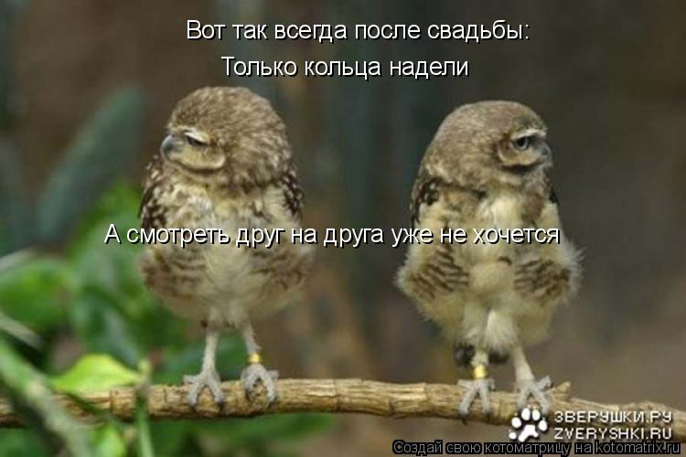 Вот так всегда после свадьбы: Только кольца надели А смотреть друг на друга уже не хочется... Котоматрица: Вот так всегда после свадьбы: Только кольца надели А смотреть друг на друга уже не хочется