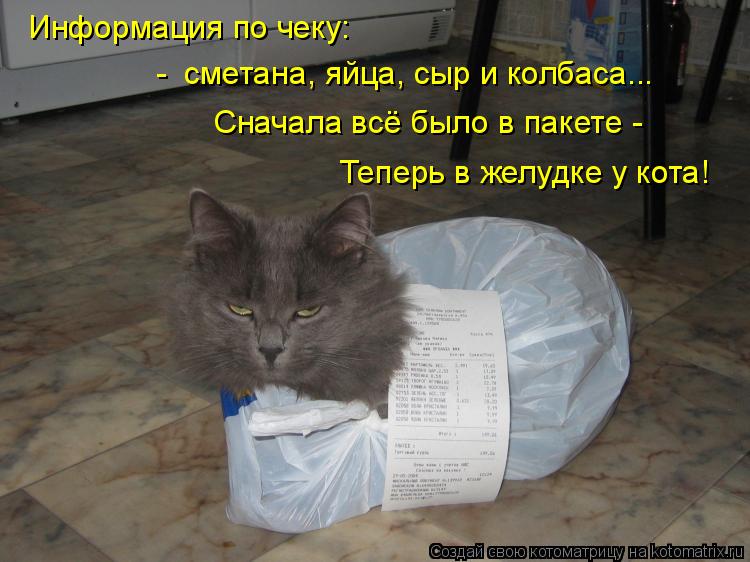Котоматрица: Информация по чеку: Сначала всё было в пакете -  Теперь в желудке у кота! -  сметана, яйца, сыр и колбаса...