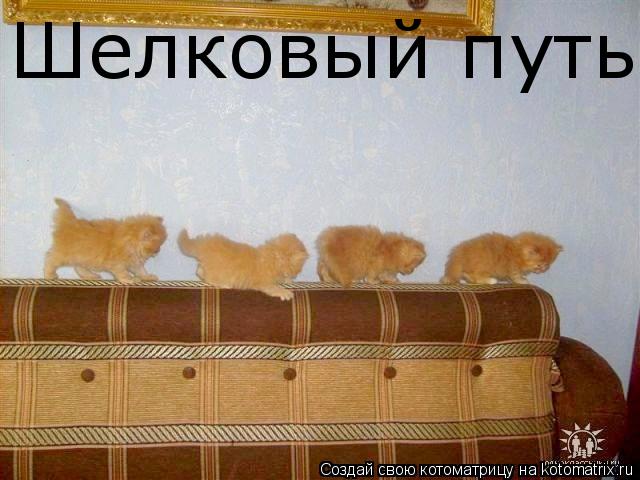 Котоматрица: Шелковый путь.