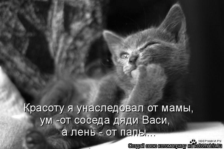 Котоматрица: Красоту я унаследовал от мамы,  ум -от соседа дяди Васи,  а лень - от папы...