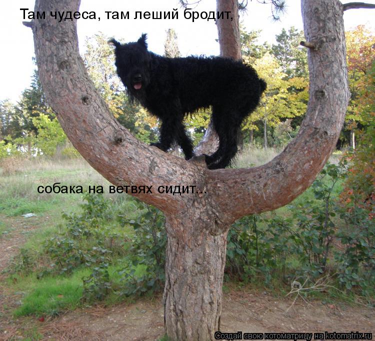 Котоматрица: Там чудеса, там леший бродит, собака на ветвях сидит...