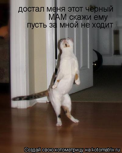 Котоматрица: достал меня этот черный МАМ скажи ему  пусть за мной не ходит