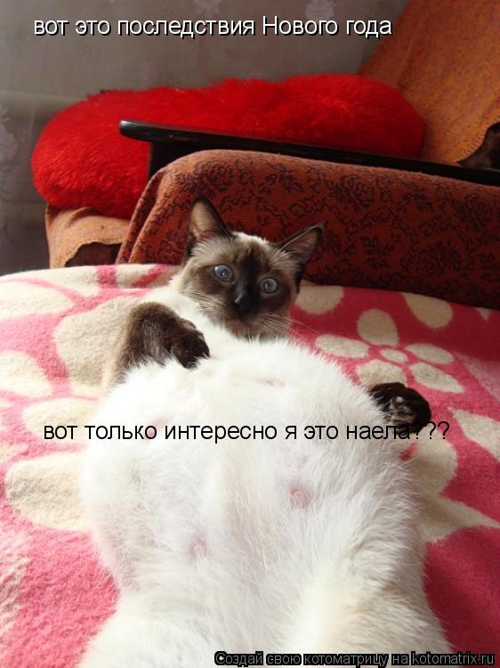 Котоматрица: вот это последствия Нового года вот только интересно я это наела???