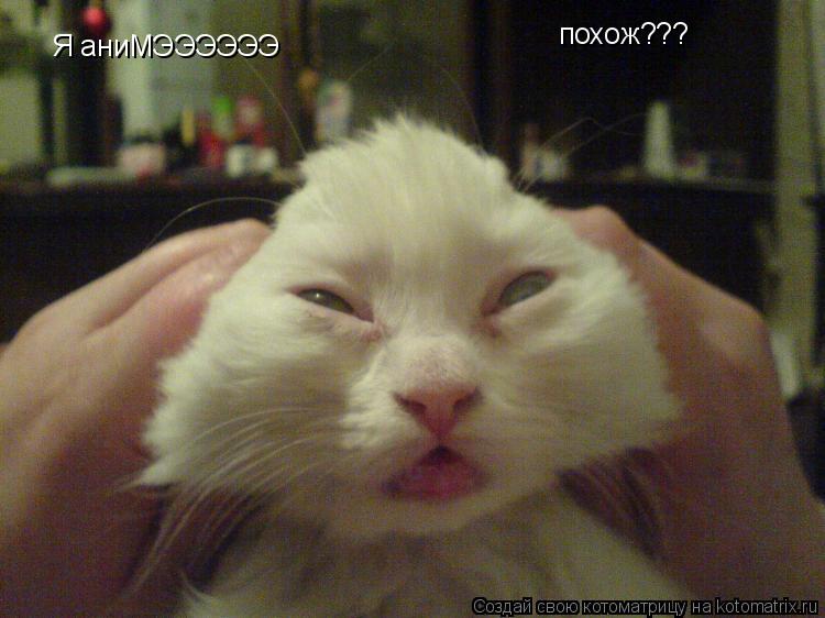Котоматрица: Я аниМЭЭЭЭЭЭ похож???