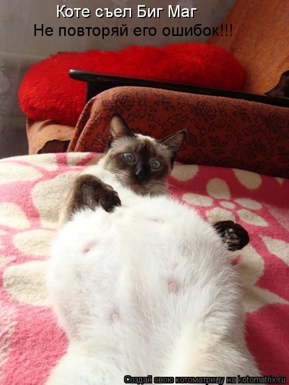 Котоматрица: Коте съел Биг Маг Не повторяй его ошибок!!!
