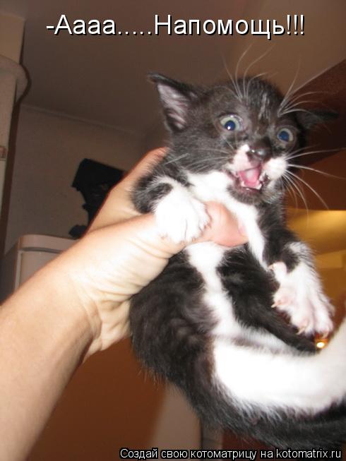 Котоматрица: -Аааа.....Напомощь!!!