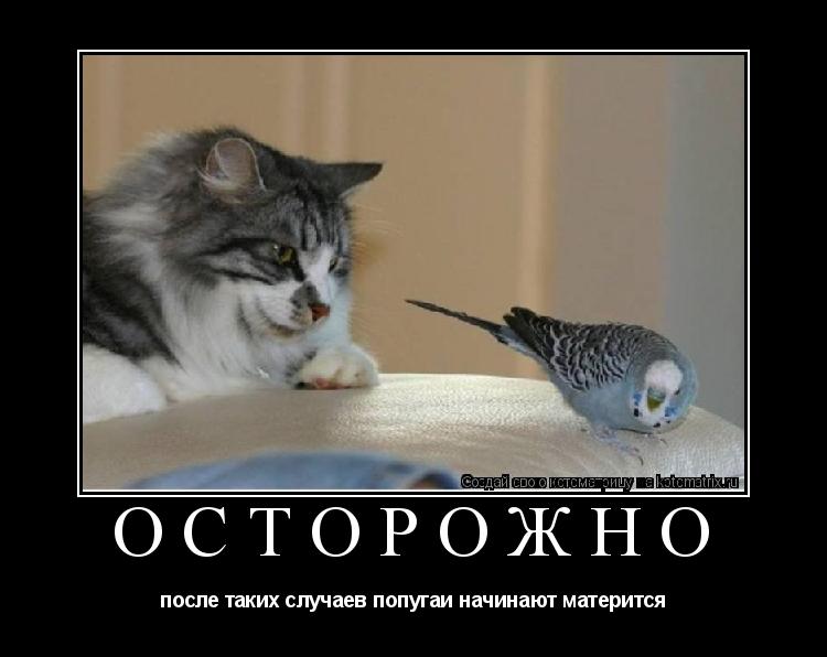 Котоматрица: ОСТОРОЖНО после таких случаев попугаи начинают матерится