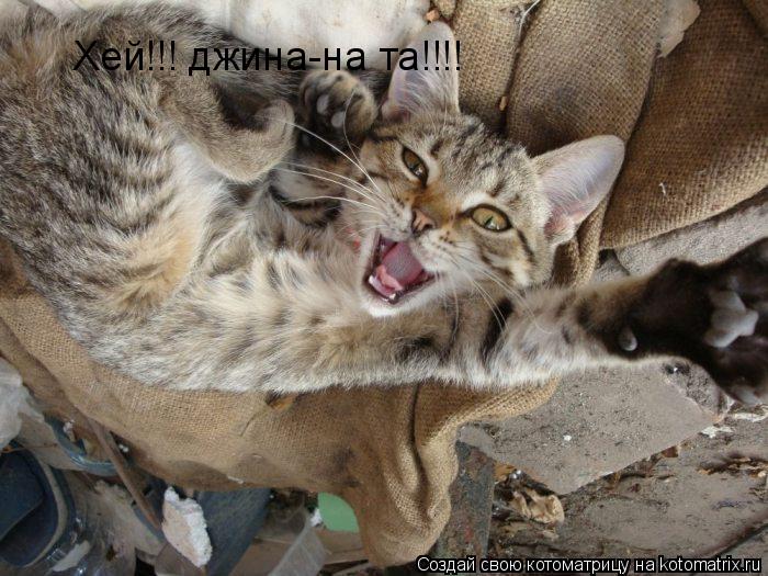 Котоматрица: Хей!!! джина-на та!!!!