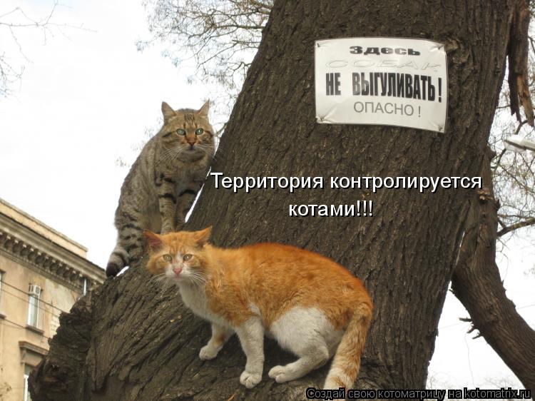 Котоматрица: Территория контролируется  котами!!!