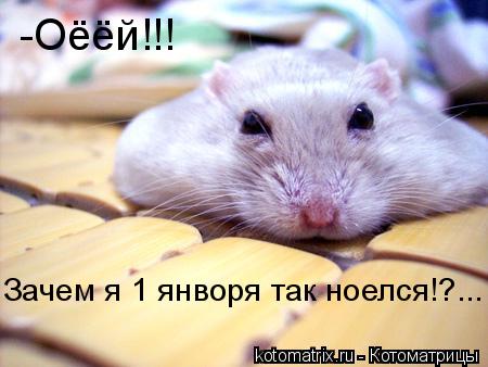 Котоматрица: -Оёёй!!!  Зачем я 1 янворя так ноелся!?...