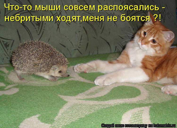 Что-то мыши совсем распоясались - небритыми ходят,меня не боятся ?!... Котоматрица: Что-то мыши совсем распоясались - небритыми ходят,меня не боятся ?!