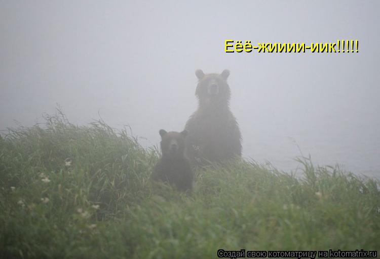 Котоматрица: Еёё-жииии-иик!!!!!