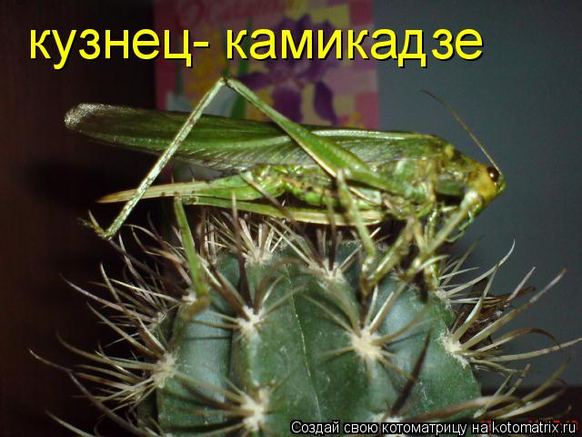 Котоматрица: кузнец- камикадзе
