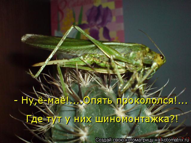 Котоматрица: - Ну,ё-маё!....Опять прокололся!... Где тут у них шиномонтажка?!