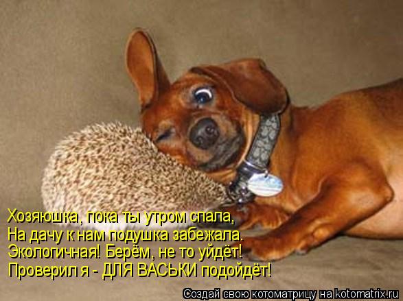 Хозяюшка, пока ты утром спала, На дачу к нам подушка забежала. Экологичная! Берём, не то уйдёт! Прове... Котоматрица: Хозяюшка, пока ты утром спала, На дачу к нам подушка забежала. Экологичная! Берём, не то уйдёт! Проверил я - ДЛЯ ВАСЬКИ подойдёт!