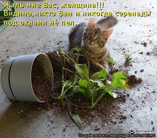 Котоматрица: Жаль мне Вас, женщина!!! Видимо,никто Вам и никогда серенады под окнами не пел...