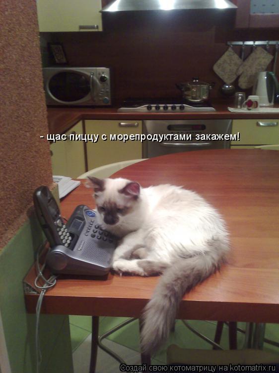 Котоматрица: - щас пиццу с морепродуктами закажем!