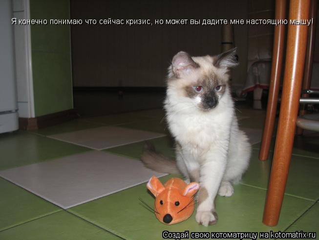 Котоматрица: Я конечно понимаю что сейчас кризис, но может вы дадите мне настоящию мышу!