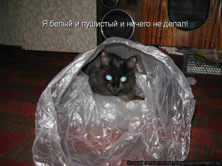 Котоматрица: Я белый и пушистый и ничего не делал!