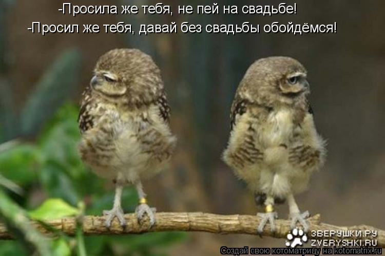 Котоматрица: -Просила же тебя, не пей на свадьбе! -Просил же тебя, давай без свадьбы обойдёмся!