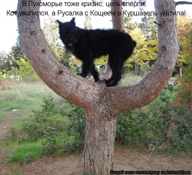 Котоматрица: В Лукоморье тоже кризис: цепь спёрли. Кот уволился, а Русалка с Кощеем в Куршавель укатила!